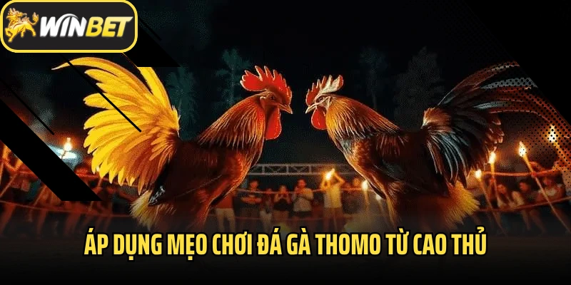 Áp dụng mẹo chơi đá gà Thomo từ cao thủ