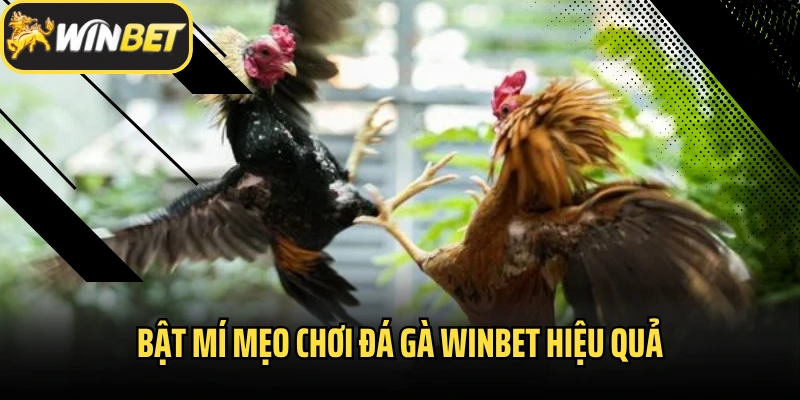 Bật mí mẹo chơi đá gà Winbet hiệu quả