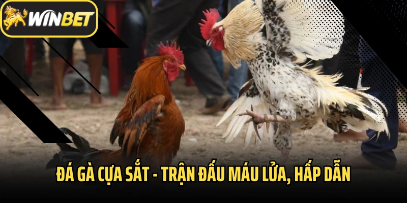 Đá Gà Cựa Sắt
