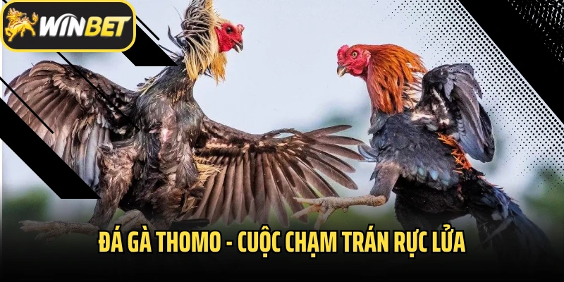 Đá Gà Thomo