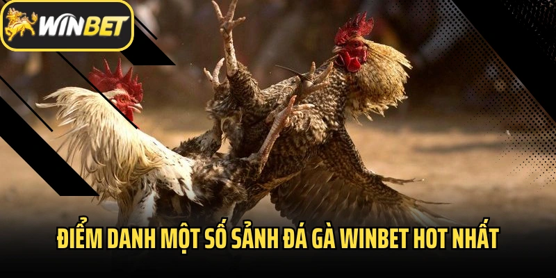 Điểm danh một số sảnh đá gà Winbet hot nhất