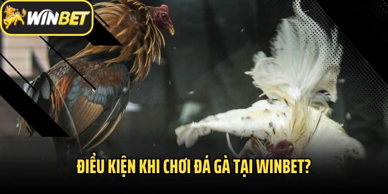 Điều kiện khi chơi đá gà tại Winbet?