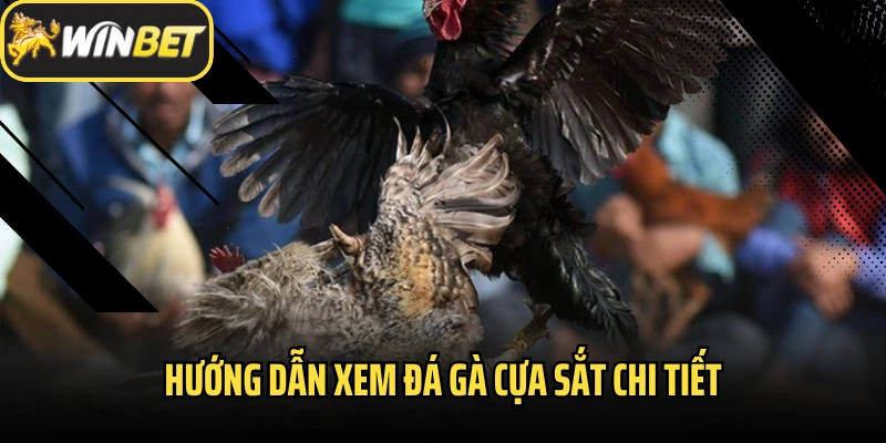 Hướng dẫn xem đá gà cựa sắt chi tiết