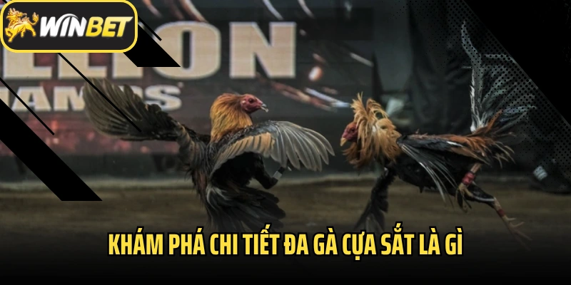 Khám phá chi tiết đa gà cựa sắt là gì