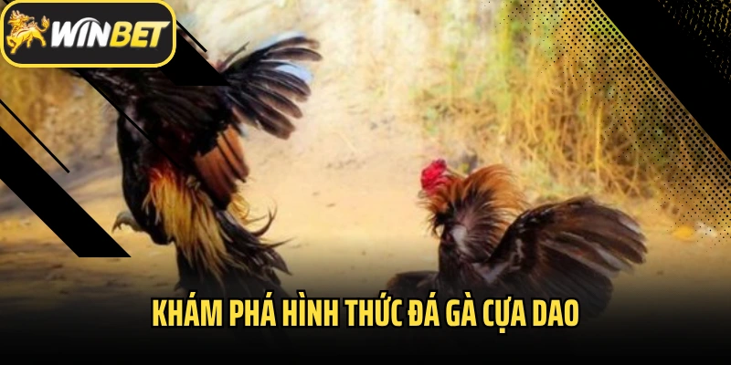 Khám phá hình thức đá gà cựa dao