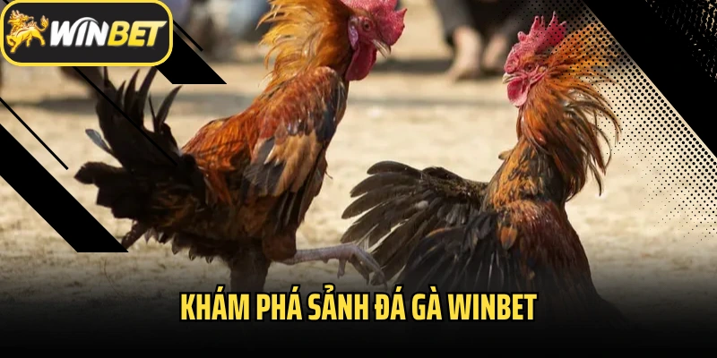 Khám phá sảnh đá gà Winbet