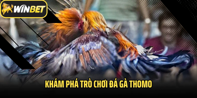 Khám phá trò chơi đá gà Thomo