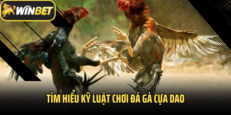Tìm hiểu kỹ luật chơi đá gà cựa dao